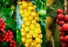 Mengenal Tanaman Kopi Arabika Varietas Bourbon